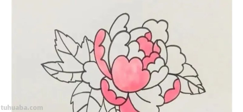 不用彩铅怎么画牡丹(不用彩铅怎么画牡丹花) 不用彩铅怎么画牡丹(不用彩铅怎么画牡丹花)