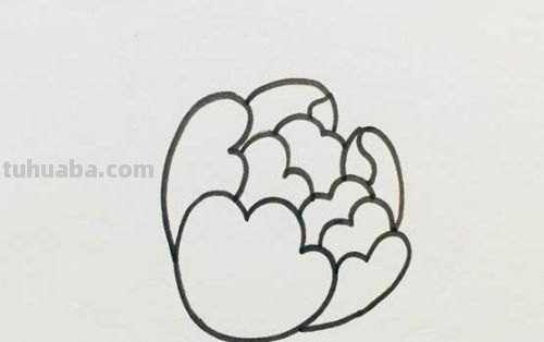 不用彩铅怎么画牡丹(不用彩铅怎么画牡丹花) 不用彩铅怎么画牡丹(不用彩铅怎么画牡丹花)
