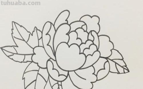 不用彩铅怎么画牡丹(不用彩铅怎么画牡丹花) 不用彩铅怎么画牡丹(不用彩铅怎么画牡丹花)