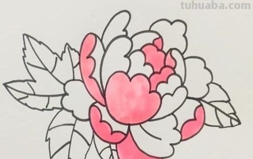 不用彩铅怎么画牡丹(不用彩铅怎么画牡丹花) 不用彩铅怎么画牡丹(不用彩铅怎么画牡丹花)