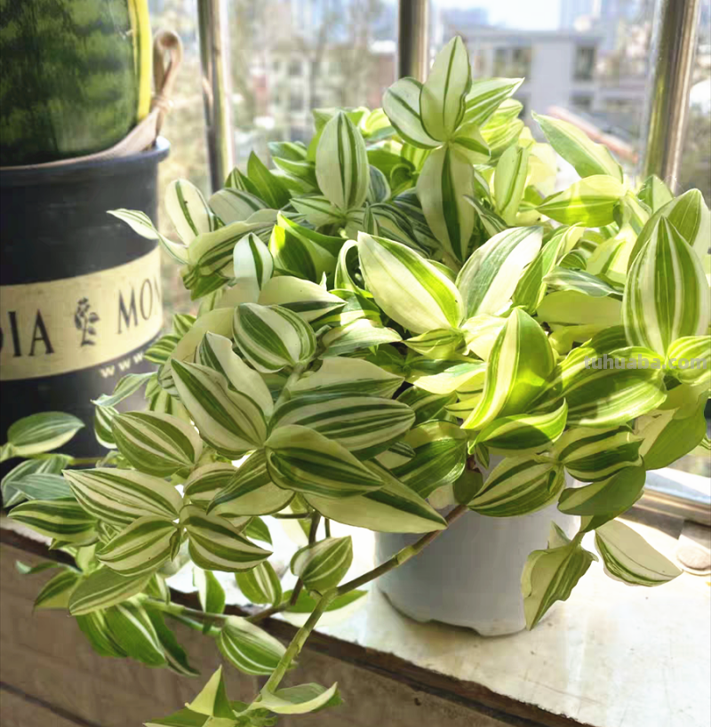 28种耐阴花，没光也能开爆盆，养在家里超有范儿