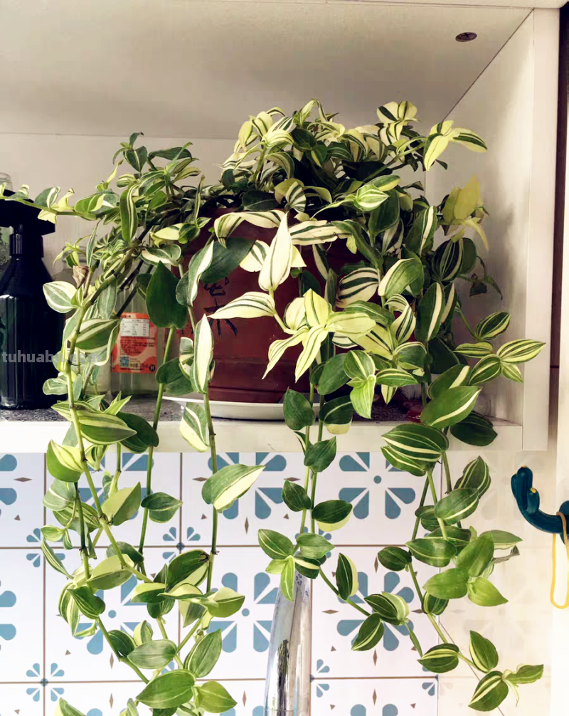 28种耐阴花，没光也能开爆盆，养在家里超有范儿