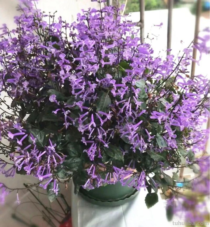 28种耐阴花，没光也能开爆盆，养在家里超有范儿