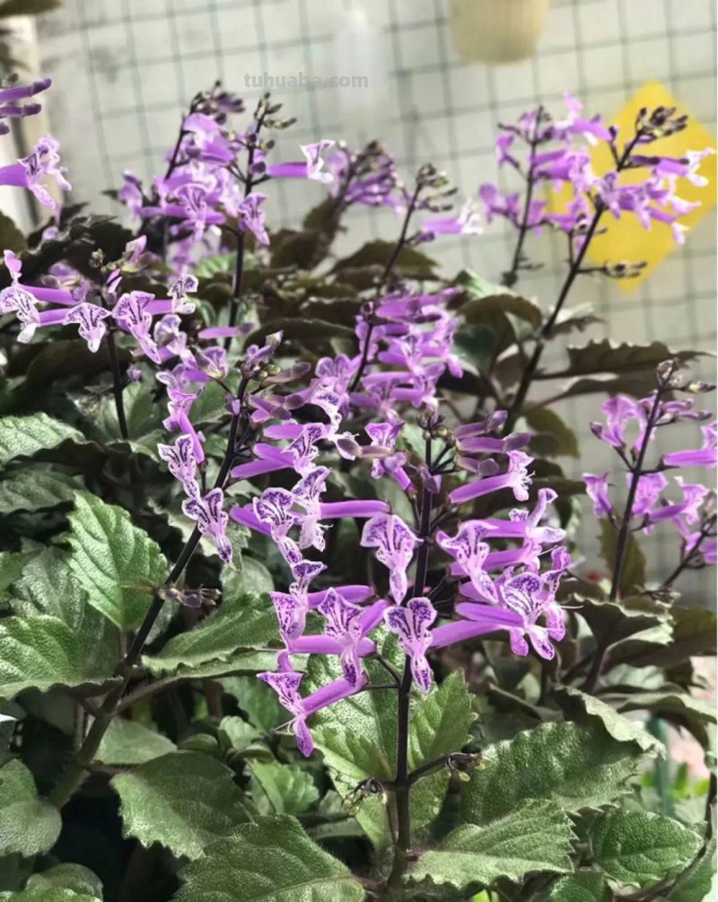 28种耐阴花，没光也能开爆盆，养在家里超有范儿