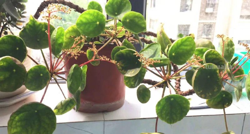 28种耐阴花，没光也能开爆盆，养在家里超有范儿