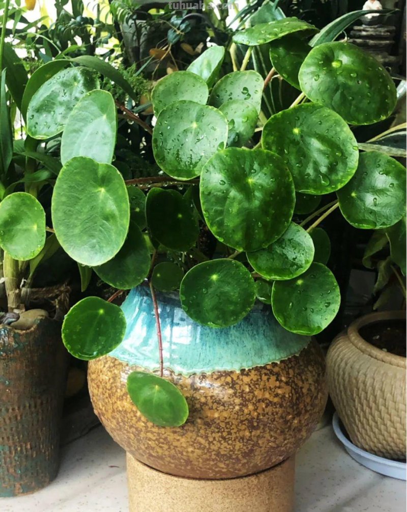 28种耐阴花，没光也能开爆盆，养在家里超有范儿