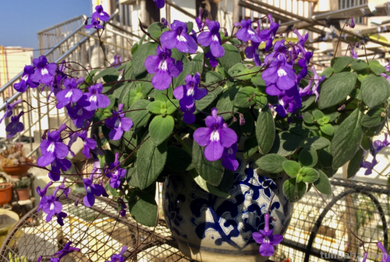 28种耐阴花，没光也能开爆盆，养在家里超有范儿