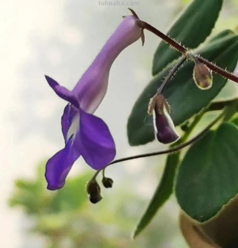 28种耐阴花，没光也能开爆盆，养在家里超有范儿