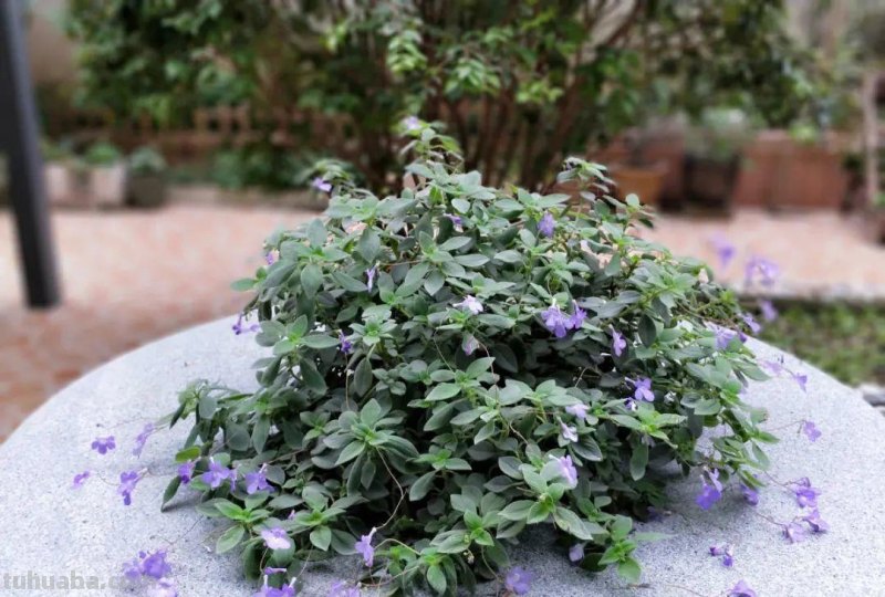 28种耐阴花，没光也能开爆盆，养在家里超有范儿