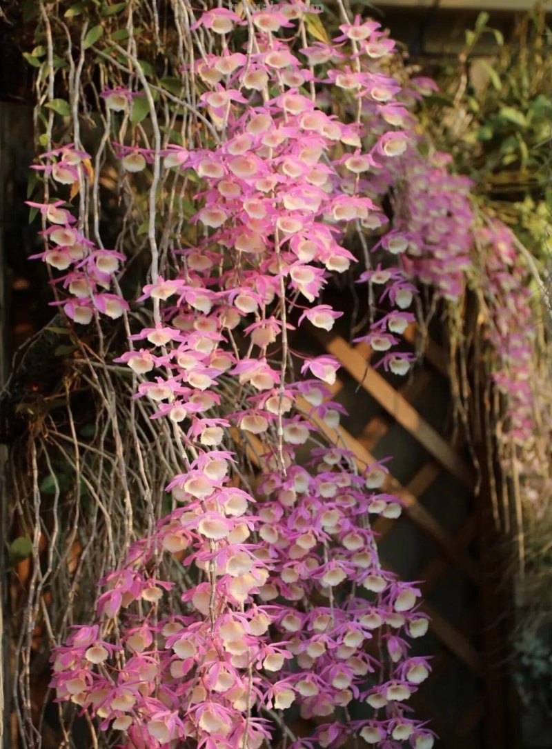 28种耐阴花，没光也能开爆盆，养在家里超有范儿