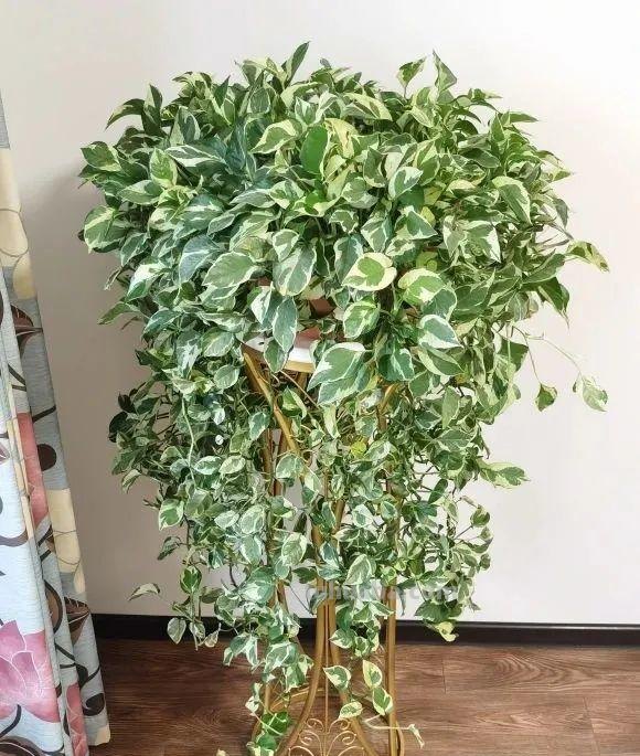 28种耐阴花，没光也能开爆盆，养在家里超有范儿