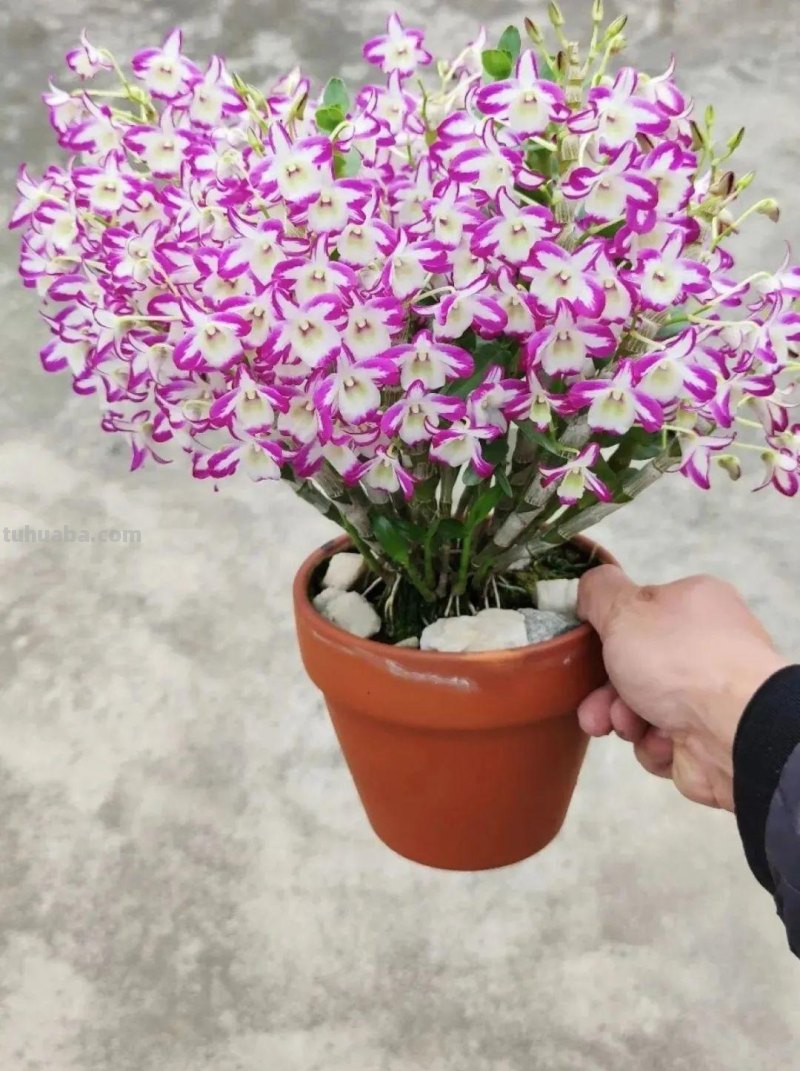 28种耐阴花，没光也能开爆盆，养在家里超有范儿