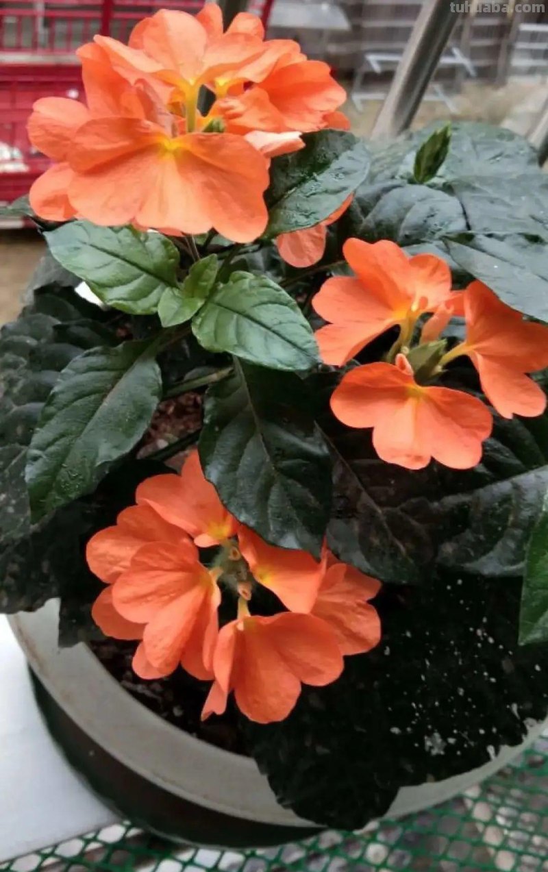 28种耐阴花，没光也能开爆盆，养在家里超有范儿