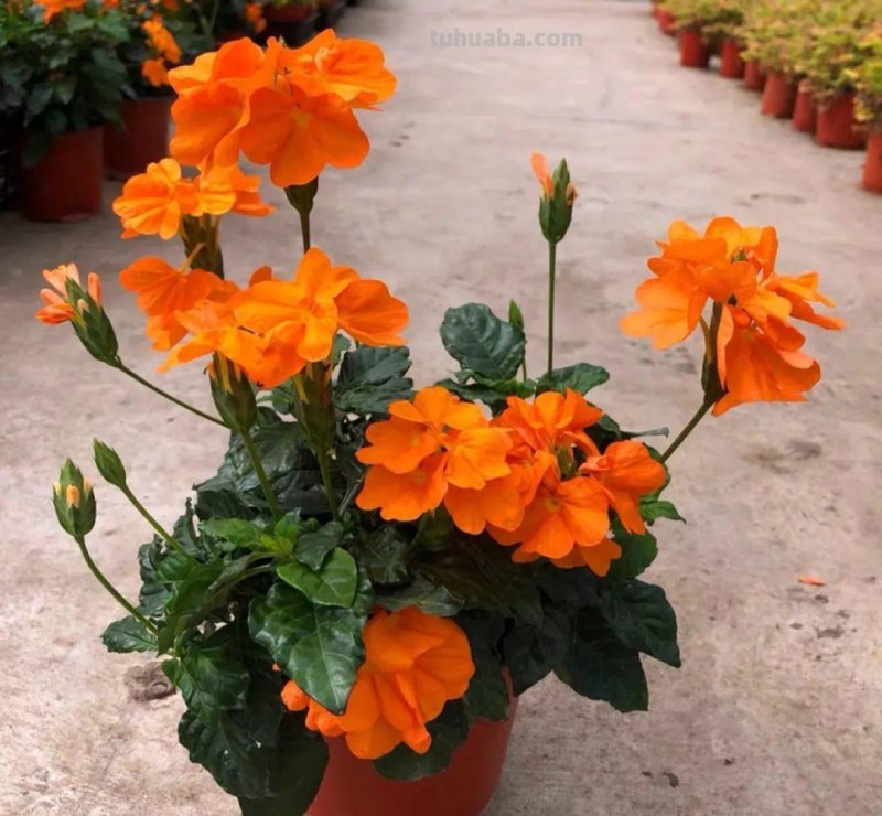 28种耐阴花，没光也能开爆盆，养在家里超有范儿