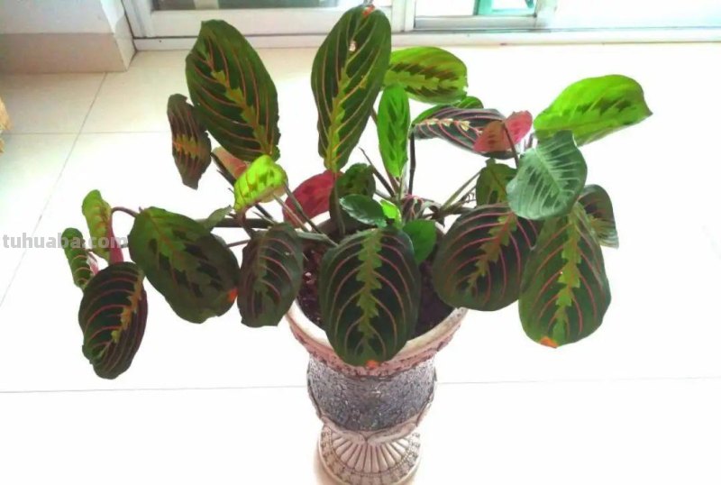 28种耐阴花，没光也能开爆盆，养在家里超有范儿