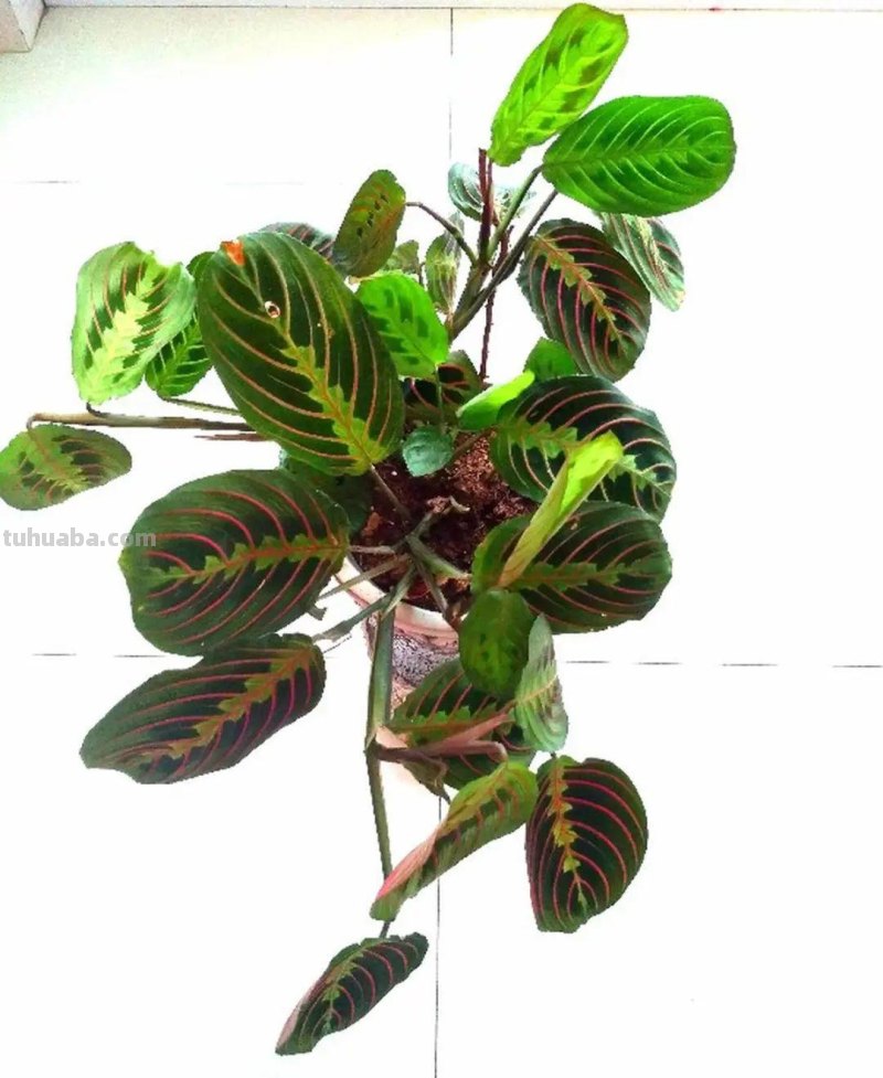 28种耐阴花，没光也能开爆盆，养在家里超有范儿