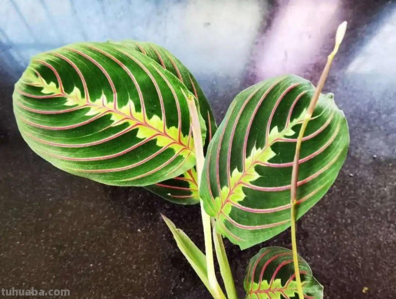 28种耐阴花，没光也能开爆盆，养在家里超有范儿