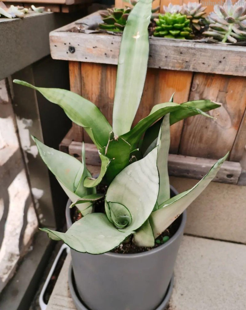 28种耐阴花，没光也能开爆盆，养在家里超有范儿