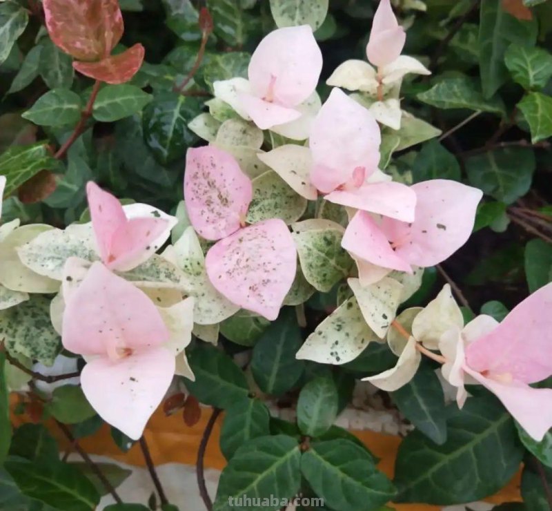 28种耐阴花，没光也能开爆盆，养在家里超有范儿