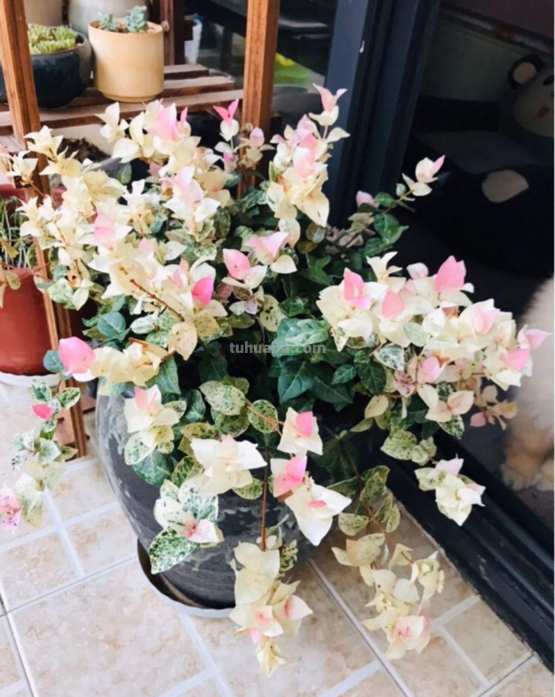 28种耐阴花，没光也能开爆盆，养在家里超有范儿