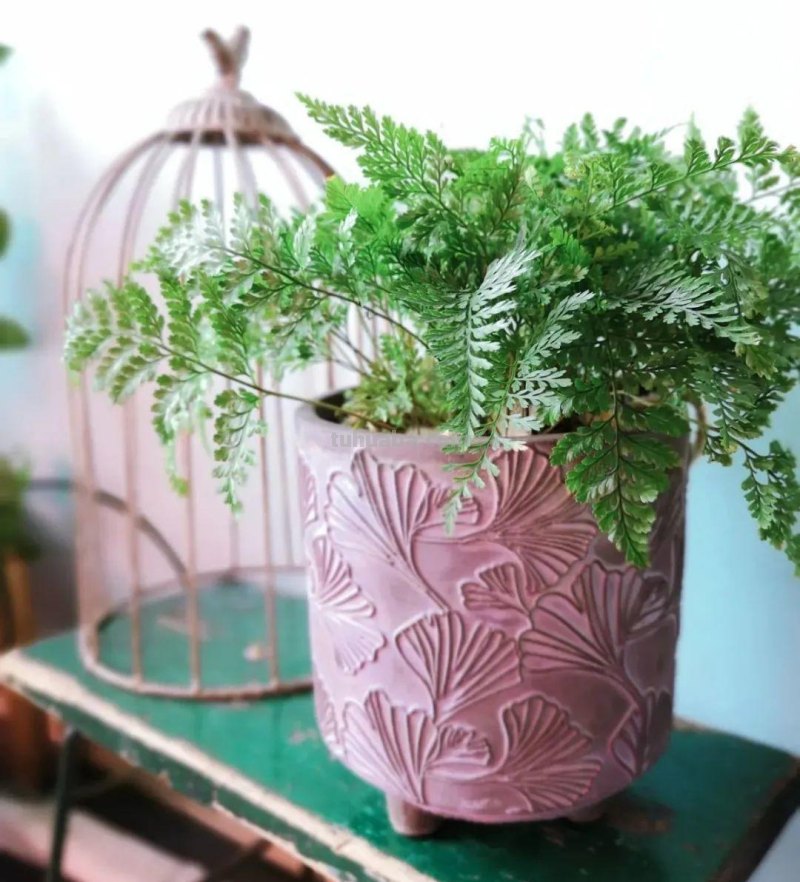 28种耐阴花，没光也能开爆盆，养在家里超有范儿