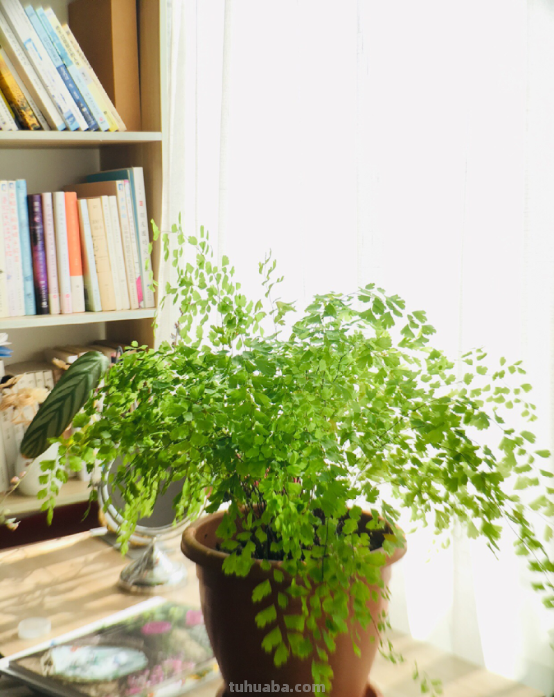 28种耐阴花，没光也能开爆盆，养在家里超有范儿