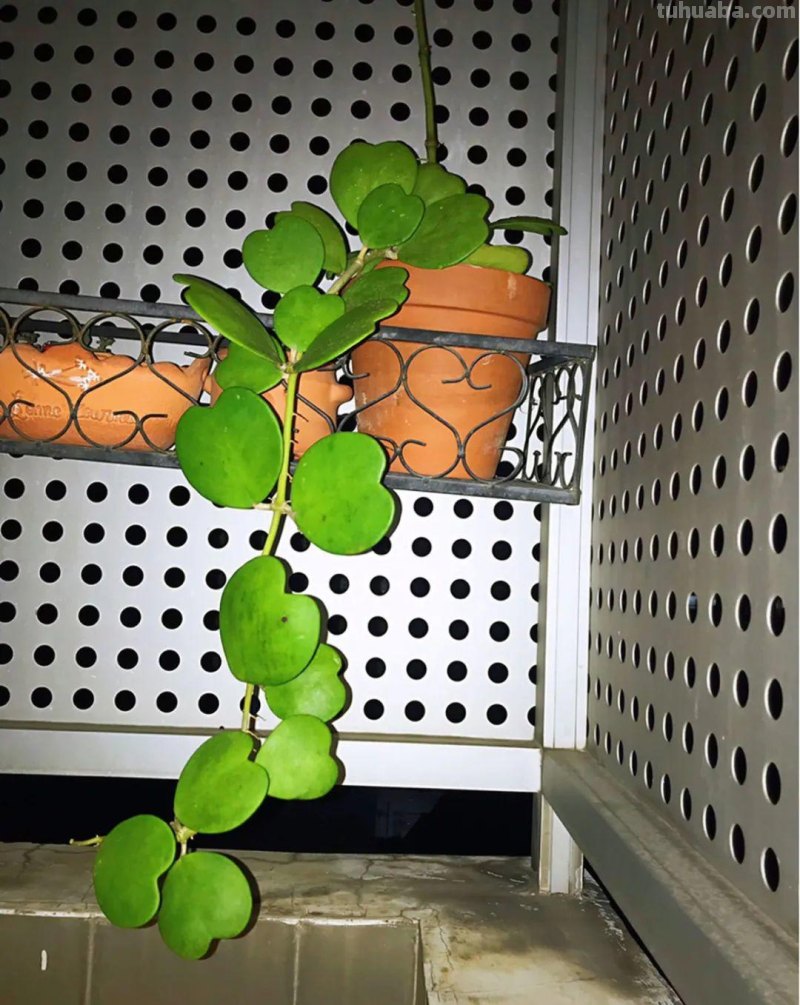 28种耐阴花，没光也能开爆盆，养在家里超有范儿