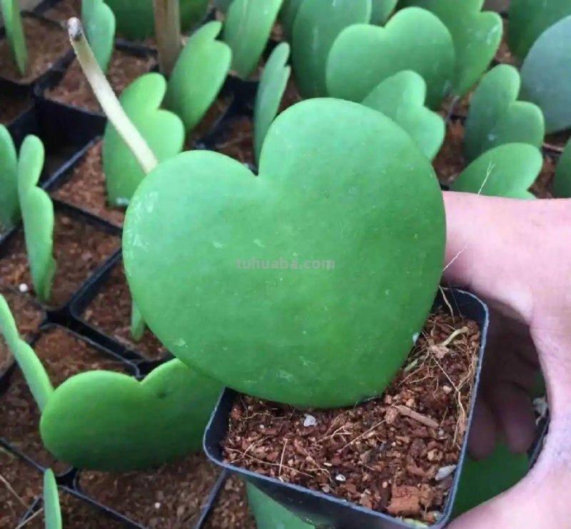 28种耐阴花，没光也能开爆盆，养在家里超有范儿