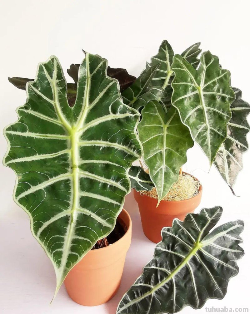 28种耐阴花，没光也能开爆盆，养在家里超有范儿