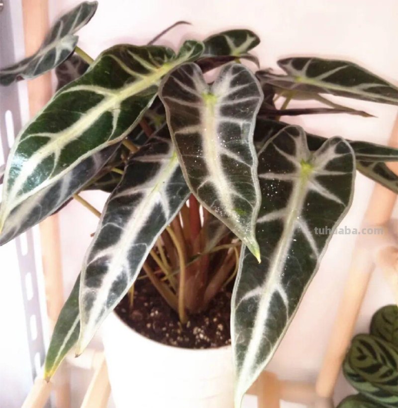 28种耐阴花，没光也能开爆盆，养在家里超有范儿