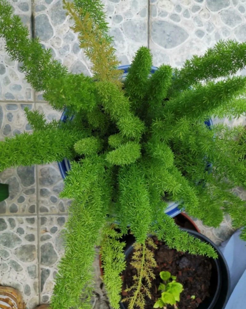 28种耐阴花，没光也能开爆盆，养在家里超有范儿