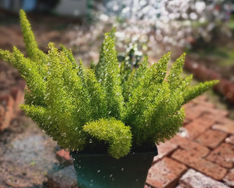 28种耐阴花，没光也能开爆盆，养在家里超有范儿