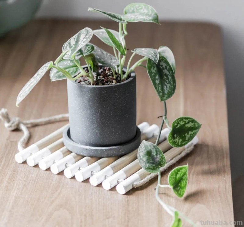 28种耐阴花，没光也能开爆盆，养在家里超有范儿