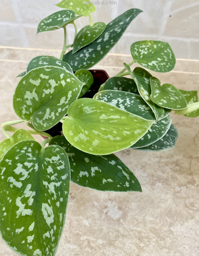 28种耐阴花，没光也能开爆盆，养在家里超有范儿