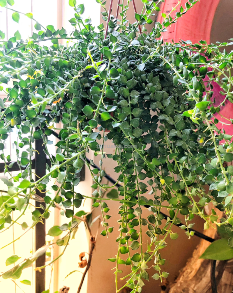 28种耐阴花，没光也能开爆盆，养在家里超有范儿