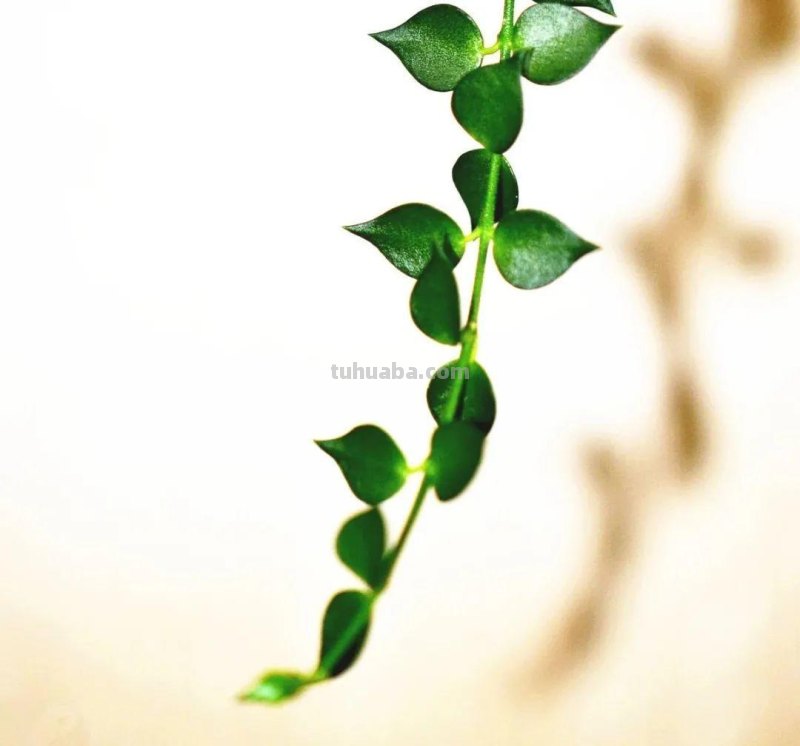 28种耐阴花，没光也能开爆盆，养在家里超有范儿