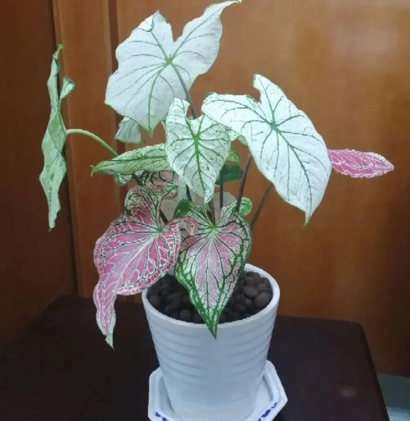 28种耐阴花，没光也能开爆盆，养在家里超有范儿