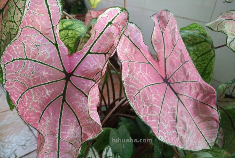 28种耐阴花，没光也能开爆盆，养在家里超有范儿