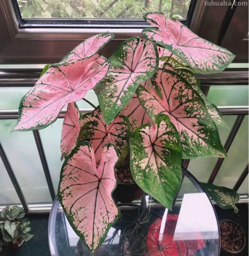 28种耐阴花，没光也能开爆盆，养在家里超有范儿