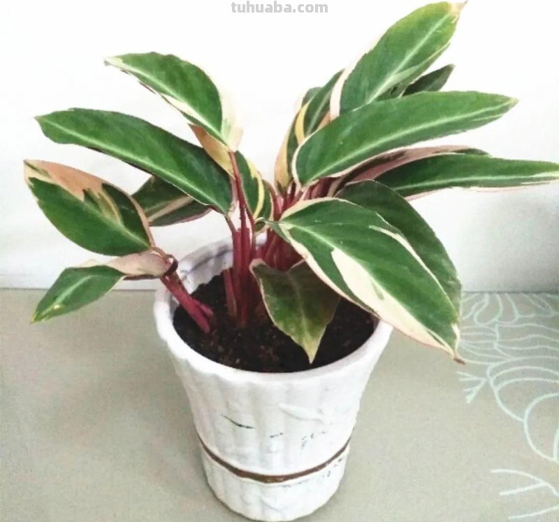 28种耐阴花，没光也能开爆盆，养在家里超有范儿