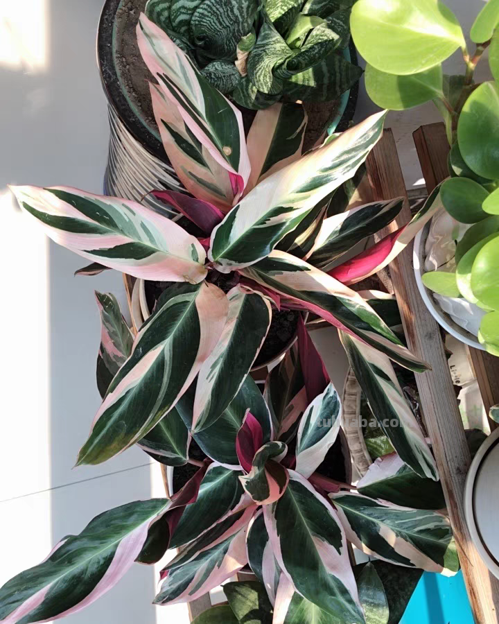 28种耐阴花，没光也能开爆盆，养在家里超有范儿