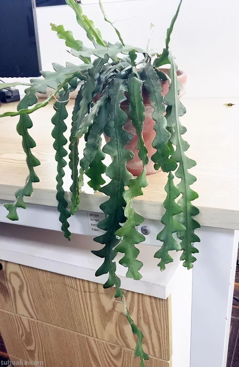 28种耐阴花，没光也能开爆盆，养在家里超有范儿