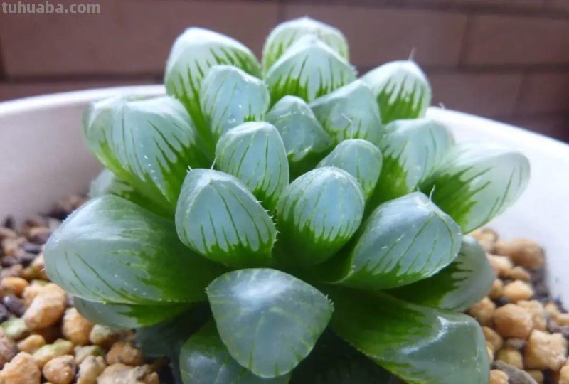 28种耐阴花，没光也能开爆盆，养在家里超有范儿