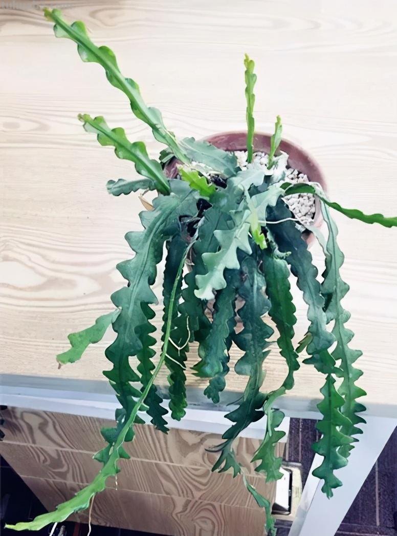 28种耐阴花，没光也能开爆盆，养在家里超有范儿