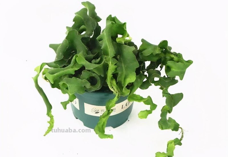 28种耐阴花，没光也能开爆盆，养在家里超有范儿