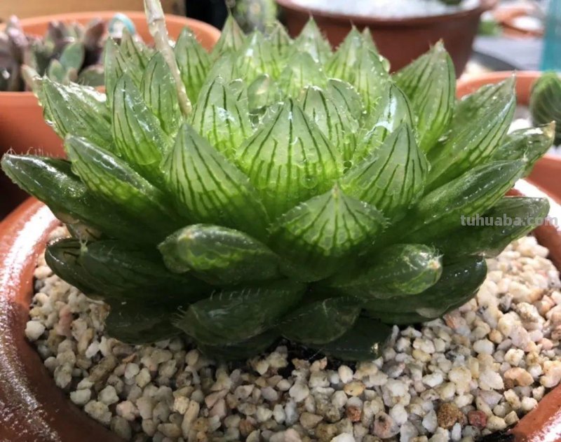 28种耐阴花，没光也能开爆盆，养在家里超有范儿