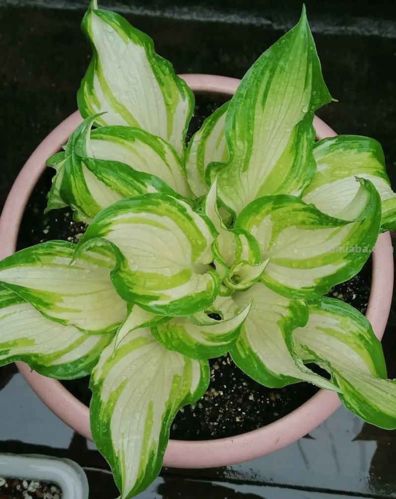 28种耐阴花，没光也能开爆盆，养在家里超有范儿