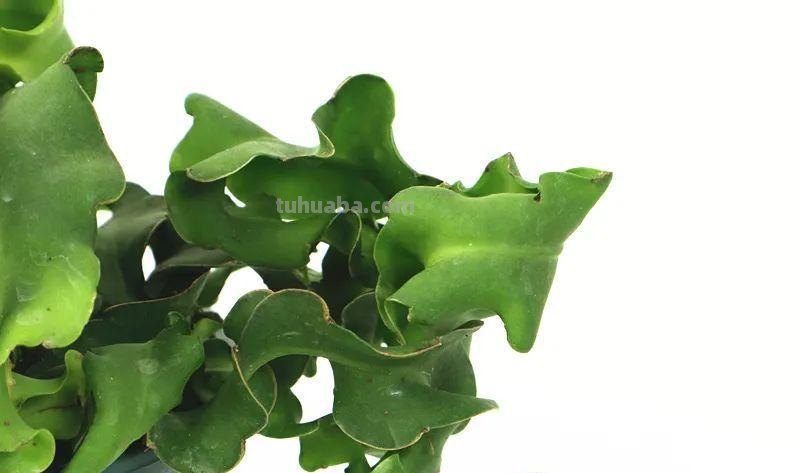 28种耐阴花，没光也能开爆盆，养在家里超有范儿