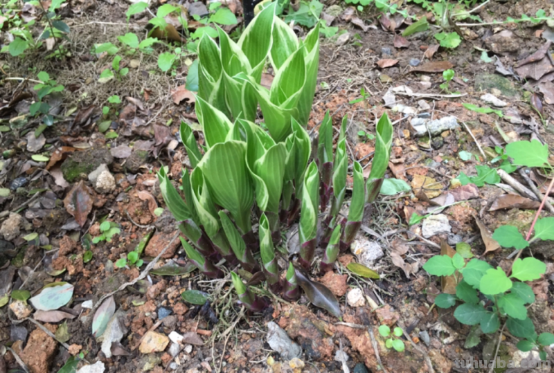 28种耐阴花，没光也能开爆盆，养在家里超有范儿