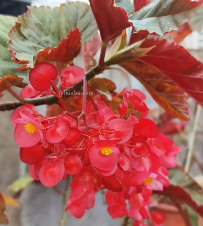 28种耐阴花，没光也能开爆盆，养在家里超有范儿